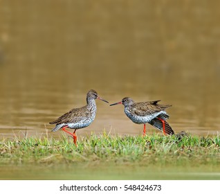 Common Redshank