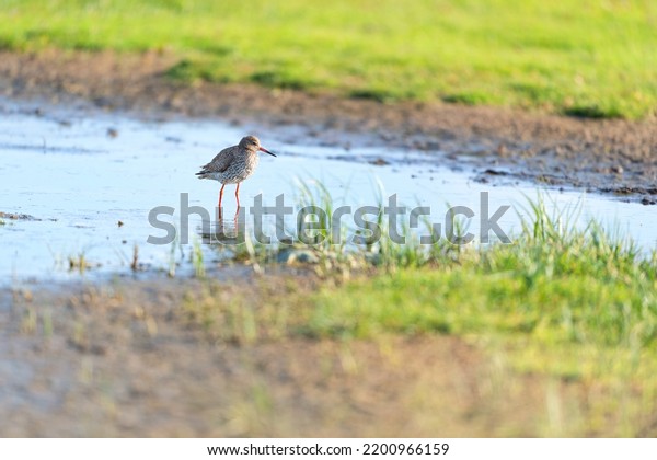 Common Redshank\
bird wading in the wadden\
sea