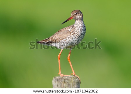 common redshank or simply redshank (Tringa totanus) sitting on a fench in the meadows of Rosmalen in the Netherlands. Copy space.