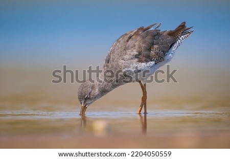 Common Redshank (Tringa totanus) is a migratory bird. It feeds on maggots and mollusks in wetlands in Asia, Europe, America and Africa.