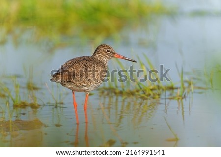 Common Redshank (Tringa totanus) in natural habitat searching for food around a small pond in a meadow in the Netherlands.                    