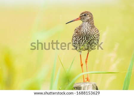 Common redshank (tringa totanus) perched on a pole in farmland.
These Eurasian wader bird are common breeders in the agraric grassland of the Netherlands.