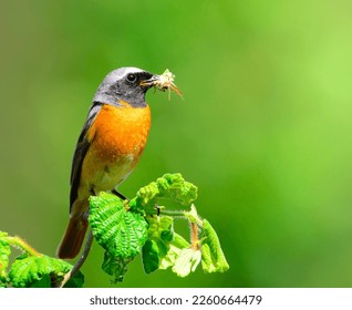 The common redstart is a bird species of old, park-like forests with little undergrowth. - Shutterstock ID 2260664479