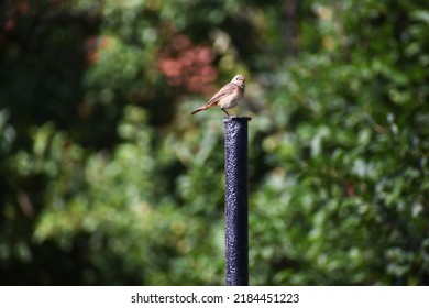 A Common Redstart Female Sitting On A Black Metal Pole