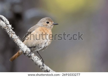 Common redstart is migratory bird