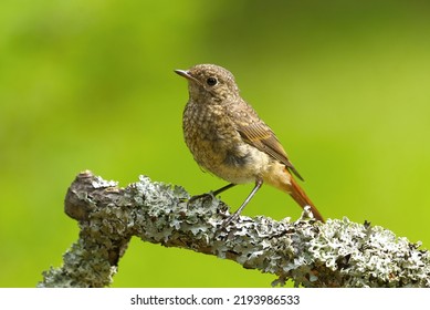 Common redstart (Phoenicurus phoenicurus) juvenile sitting on a branch in summer. - Shutterstock ID 2193986533