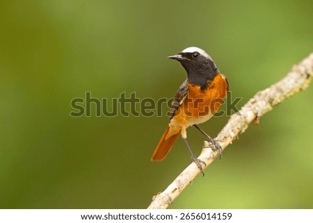 The common redstart (Phoenicurus phoenicurus), or often simply redstart, is a small passerine bird in the genus Phoenicurus.