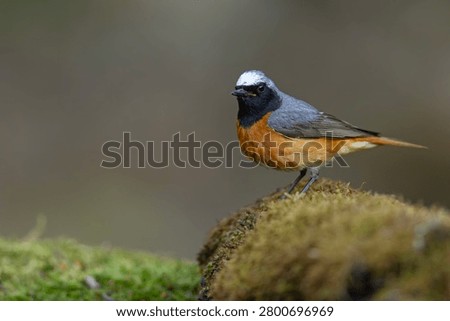 The common redstart (Phoenicurus phoenicurus), or often simply redstart, is a small passerine bird in the genus Phoenicurus. 