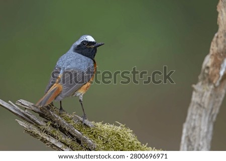 The common redstart (Phoenicurus phoenicurus), or often simply redstart, is a small passerine bird in the genus Phoenicurus. 