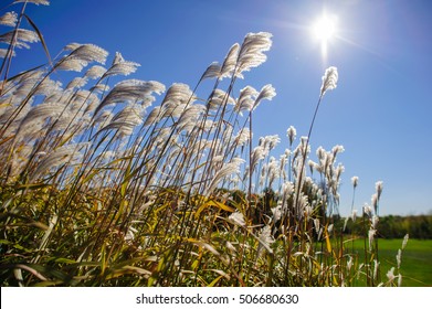 Common Reed