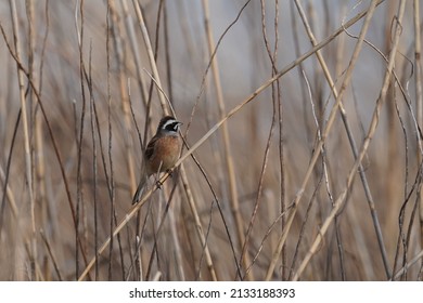 Common Reed Bunting In The Field