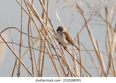 Common Reed Bunting In The Field