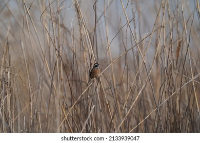 Common Reed Bunting On The Reed