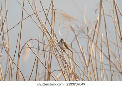 Common Reed Bunting On The Reed