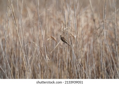 Common Reed Bunting On The Reed