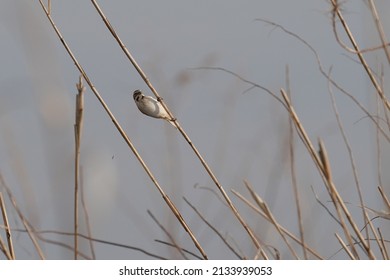 Common Reed Bunting On The Reed