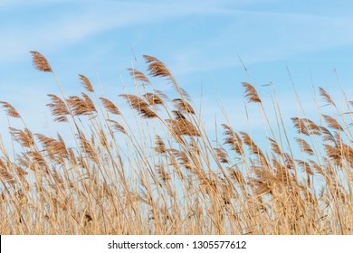 Common reed, Dry reeds, blue sky, (Phragmites australis)