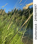 Common reed grass in the North Santiam River in Stayton, OR