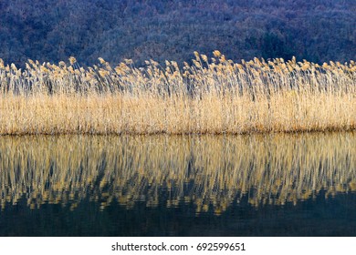 Common Reed (phragmites Australis)