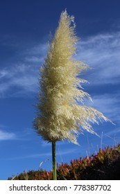 Common Reed,  Phragmites Australis