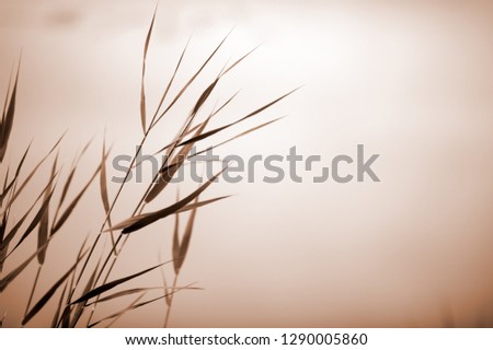 Similar – Image, Stock Photo western beach