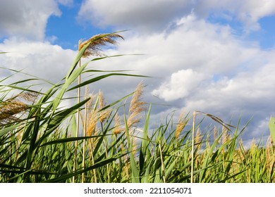 Common reed Phragmites australis. Thickets of fluffy dry trunks of common reed against background of blue autumn sky. Close-up. Nature concept for design. - Shutterstock ID 2211054071