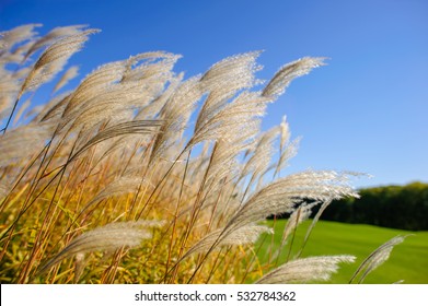 Common Reed Under The Sun