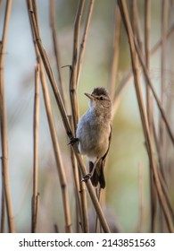 Common Reed Warbler, sitting on a twig, Acrocephalus arundinaceus, a bird that makes interesting sounds, sings beautifully, fast and agile, builds a nest in the reeds, sings very loudly, like a tenor - Shutterstock ID 2143851563