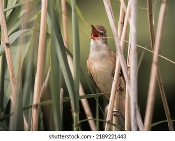 Common Reed Warbler, sitting on a twig, Acrocephalus arundinaceus, a bird that makes interesting sounds, sings beautifully, fast and agile, builds a nest in the reeds, sings very loudly, like a tenor - Shutterstock ID 2189221443