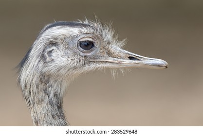 Common Rhea Rhea Americana