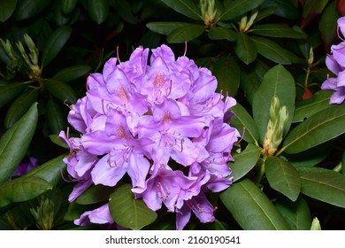 Common Rhododendron Purple Flower Spring