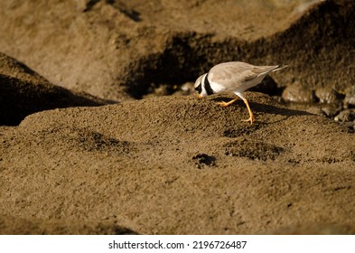 Common Ringed Plover Charadrius Hiaticula Searching For Food. Arinaga Beach. Aguimes. Gran Canaria. Canary Islands. Spain.