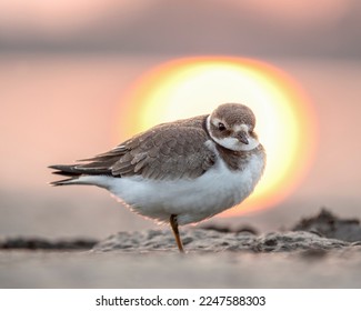 Common ringed plover or ringed plover (Charadrius hiaticula) is a small plover of the Charadriidae family. Common ringed plover in winter plumage against the background of sunset.