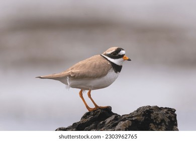 Common ringed plover or ringed plover - Charadrius hiaticula on rock with brown background. Photo from Ireland's Eye Island in Ireland.