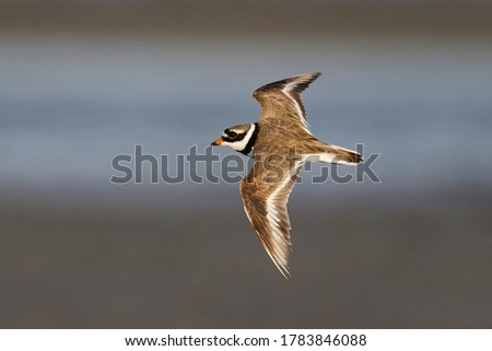 Ringed plover in flight
