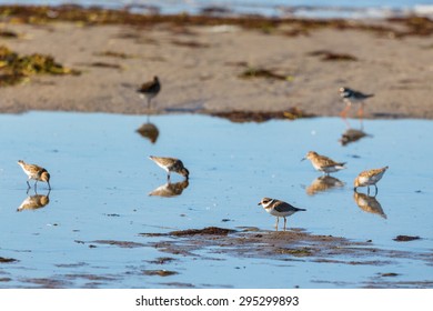 Common ringed ploverat and Dunlins at the beach