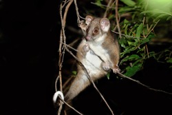 The Common Ringtail Possum (Pseudocheirus Peregrinus, Greek For "false Hand" And Latin For "pilgrim" Or "alien") Is An Australian Marsupial. It Lives In A Variety Of Habitats And Eats.