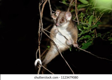 Possum の画像 写真素材 ベクター画像 Shutterstock