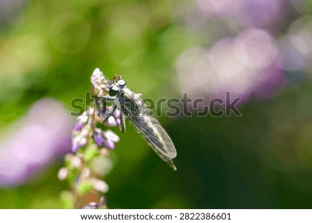 Common robber fly sucks nectar from Heather flower (Talmerus atricapillus)