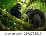 Common or Robust Chimpanzee - Pan troglodytes also chimp, great ape native to the forest and savannah of tropical Africa, pair of humans closest living relative in the rainforest eating fruit.