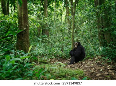 Common or Robust Chimpanzee - Pan troglodytes also chimp, great ape native to the forest and savannah of tropical Africa, humans closest living relative, in the rainforest of Uganda, Cameroon, Congo.