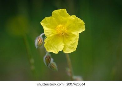 Common rock-rose yellow flower on green background
