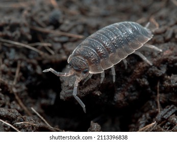 Common Rough Woodlouse Or Sow Bug, Porcellio Scaber, Crawling Amongst Leaf Litter