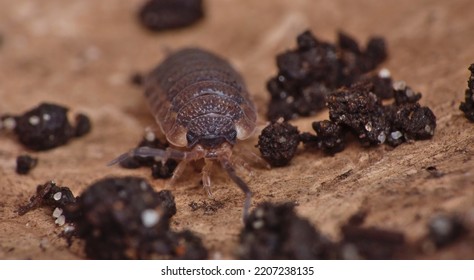 Common Rough Woodlouse Or Sow Bug, Porcellio Scaber, Crawling Amongst Leaf Litter