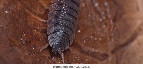 Common Rough Woodlouse Or Sow Bug, Porcellio Scaber, Crawling Amongst Leaf Litter