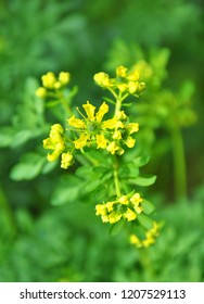 Common Rue (Ruta Graveolens)