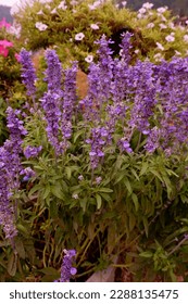 common sage bright purple flower - Shutterstock ID 2288135475