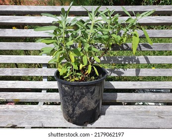 Common Sage Plant In A Black Pot