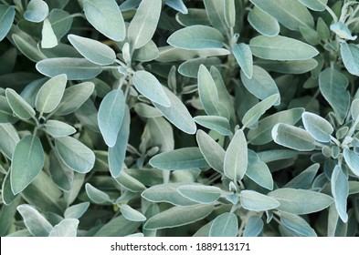 Common sage or salvia officinalis - perennial subshrub, used in medicinal and culinary. A macro image of aromatic sage growing outdoors, top view.