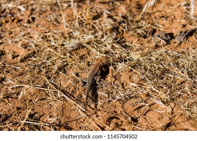 A Common Sagebrush Lizard In The Desert Near St. George Utah. 